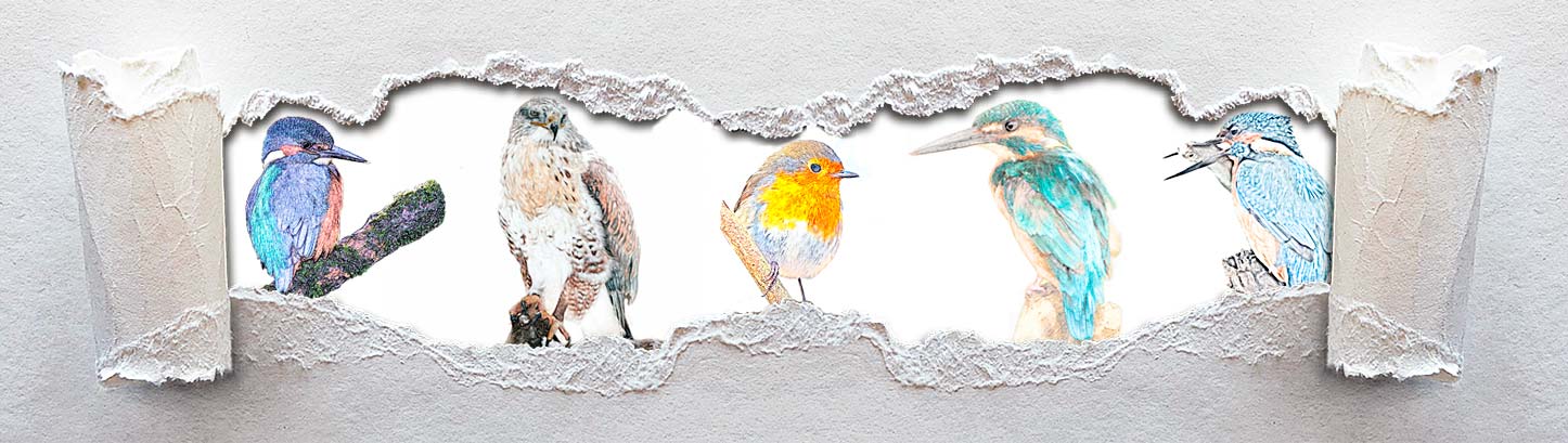 Bird illustrations